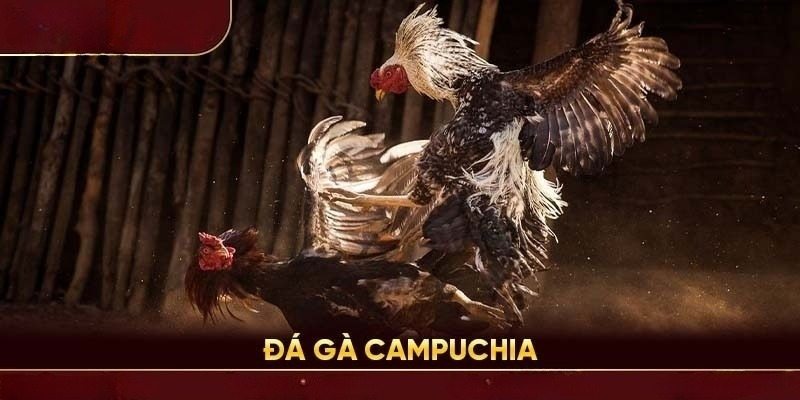 Chiến thuật chơi đá gà Campuchia hiệu quả 