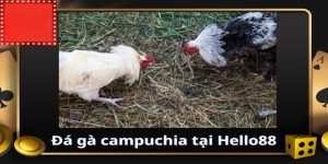 Đá gà Campuchia Hello88