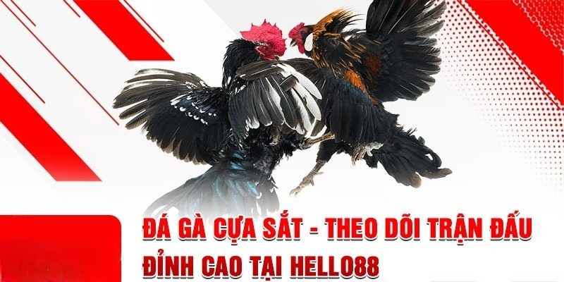 Tổng quan về sảnh chọi kê tại Hello88 