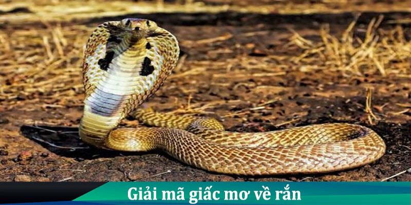 Chiêm bao rắn cho tiền có ý nghĩa đặc biệt