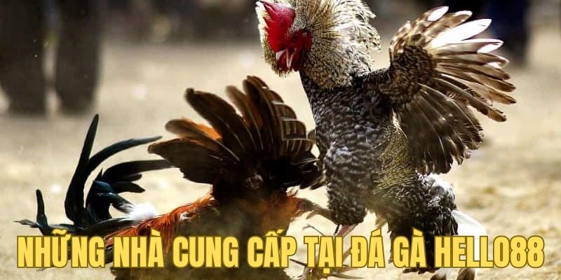 Những nhà cung cấp uy tín tại đá gà Hello88