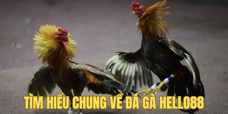 Tìm hiểu chung về hình thức chơi thu hút thành viên